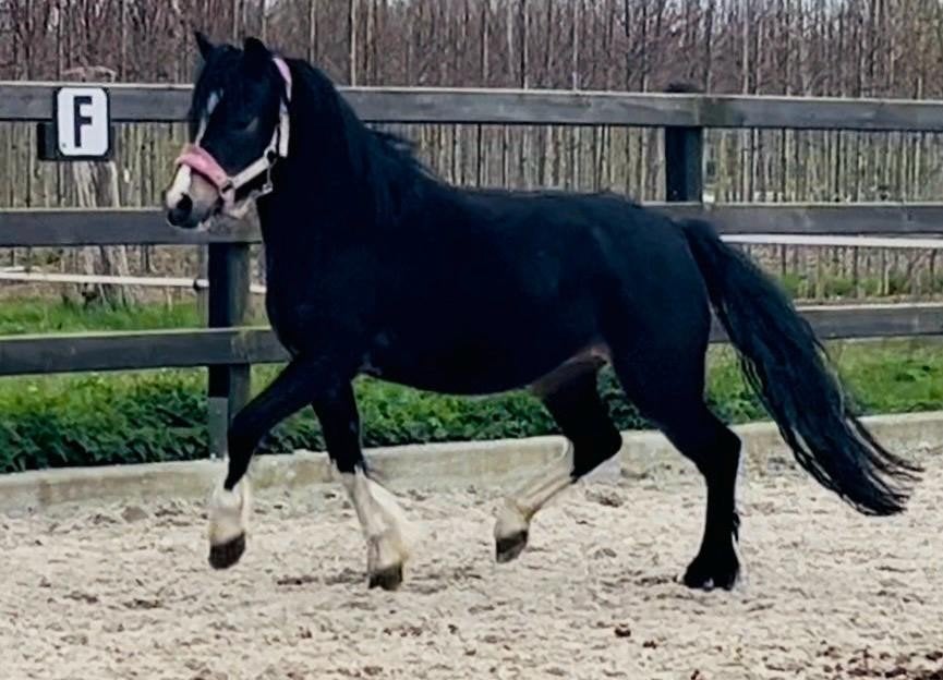 te lease leuke a welshjes of 2 shetjes, Merrie, Zadelmak, A pony (tot 1.17m), 0 tot 2 jaar