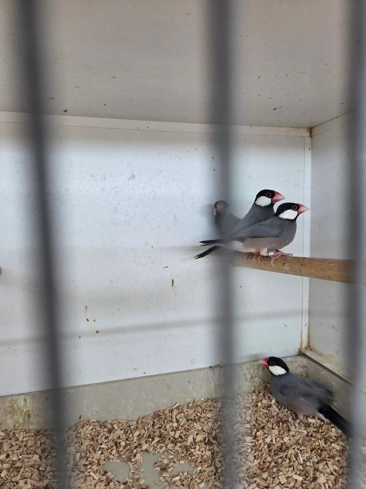 7 rijst vogels, Meerdere dieren