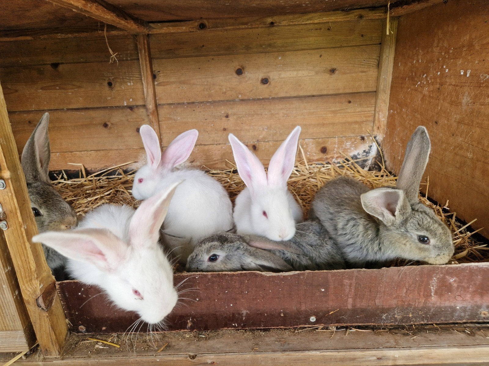 Vlaamse Reus, Meerdere dieren, Groot, 0 tot 2 jaar