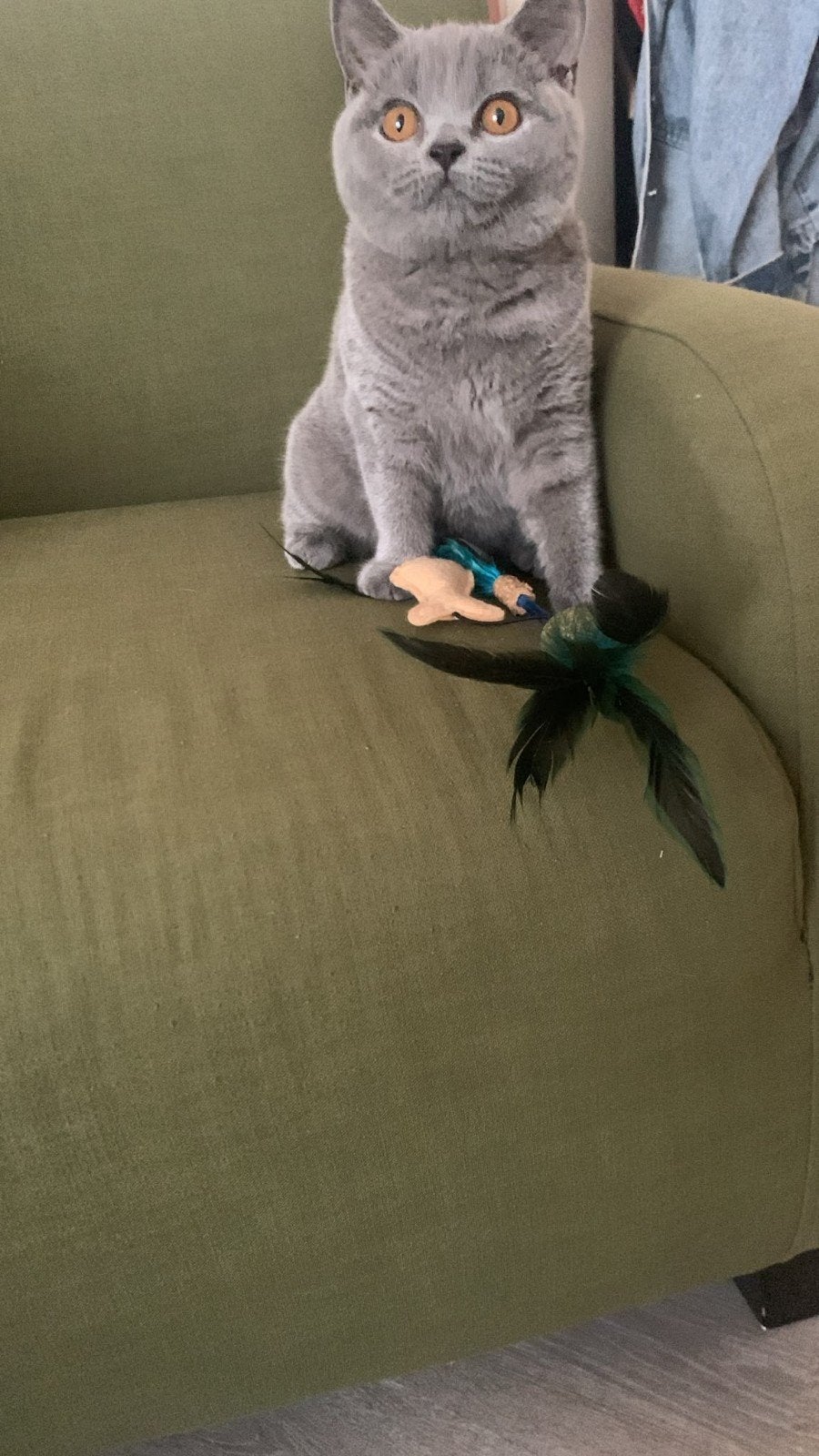 British short hair, Dieren en Toebehoren, Poes, Met stamboom, 0 tot 2 jaar