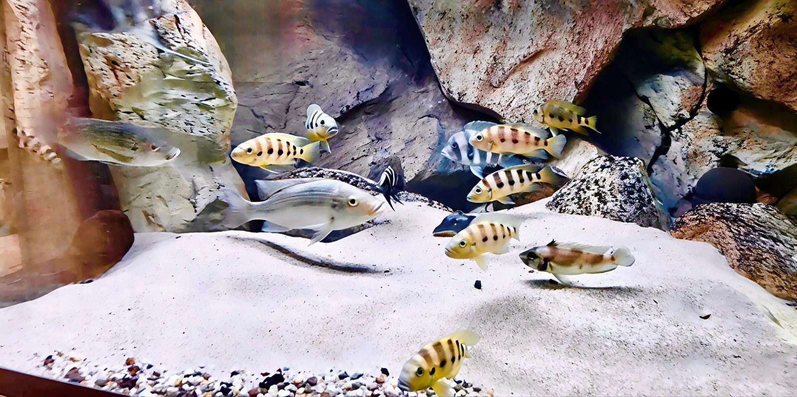 Neolamprologus sexfasciatus 'Gold' F1 - 9 stuks, Vis, Zoetwatervis