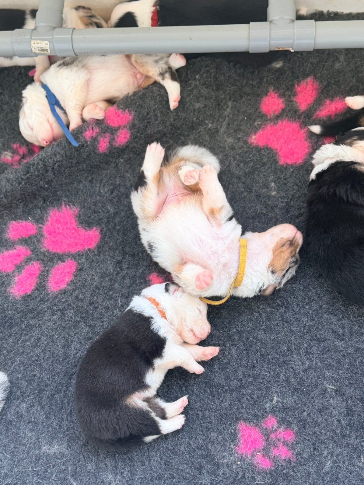 Australian shepherd pups black tri/ blue merle, Dieren en Toebehoren, Overige rassen, 8 tot 15 weken, Parvo, Meerdere