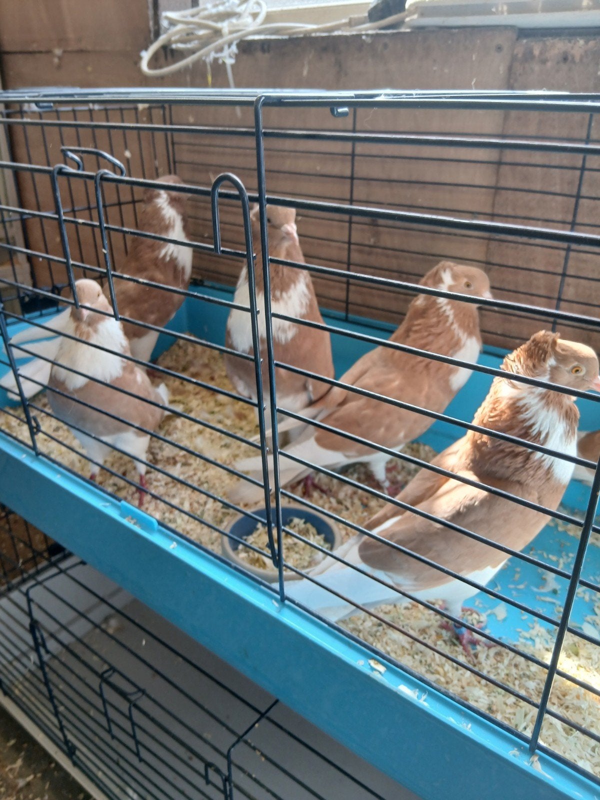 drie hele mooie koppels paletwitzer kroppers, Meerdere dieren, Kropper
