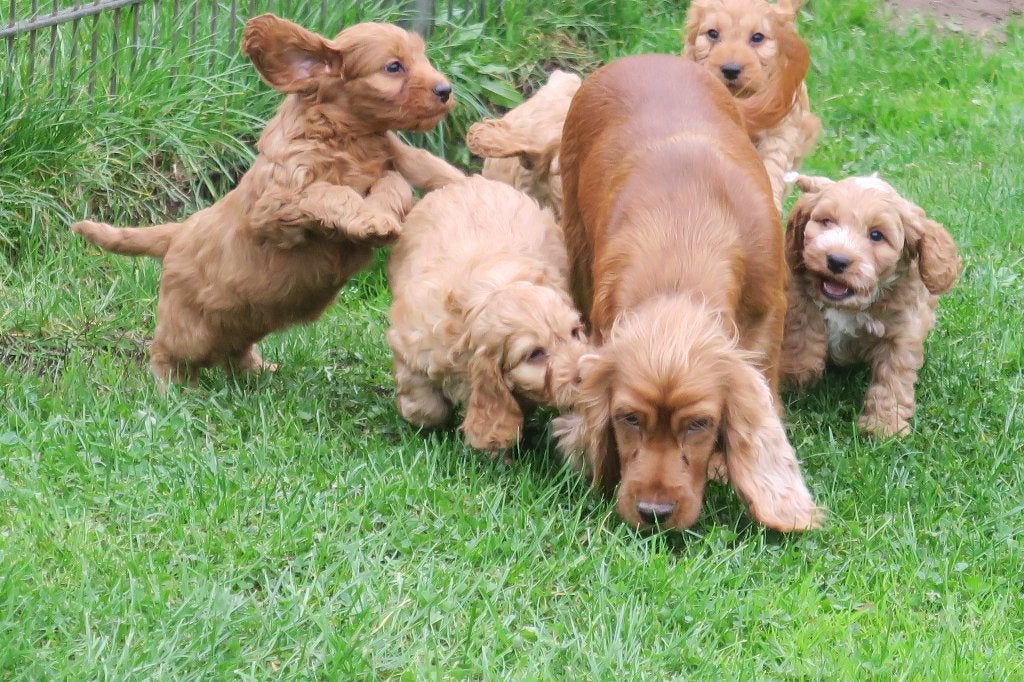 Prachtige Cockapoo pups ( Cocker Spaniel x Dwerg Poedel ), Nederland, CDV (hondenziekte), 8 tot 15 weken, Meerdere