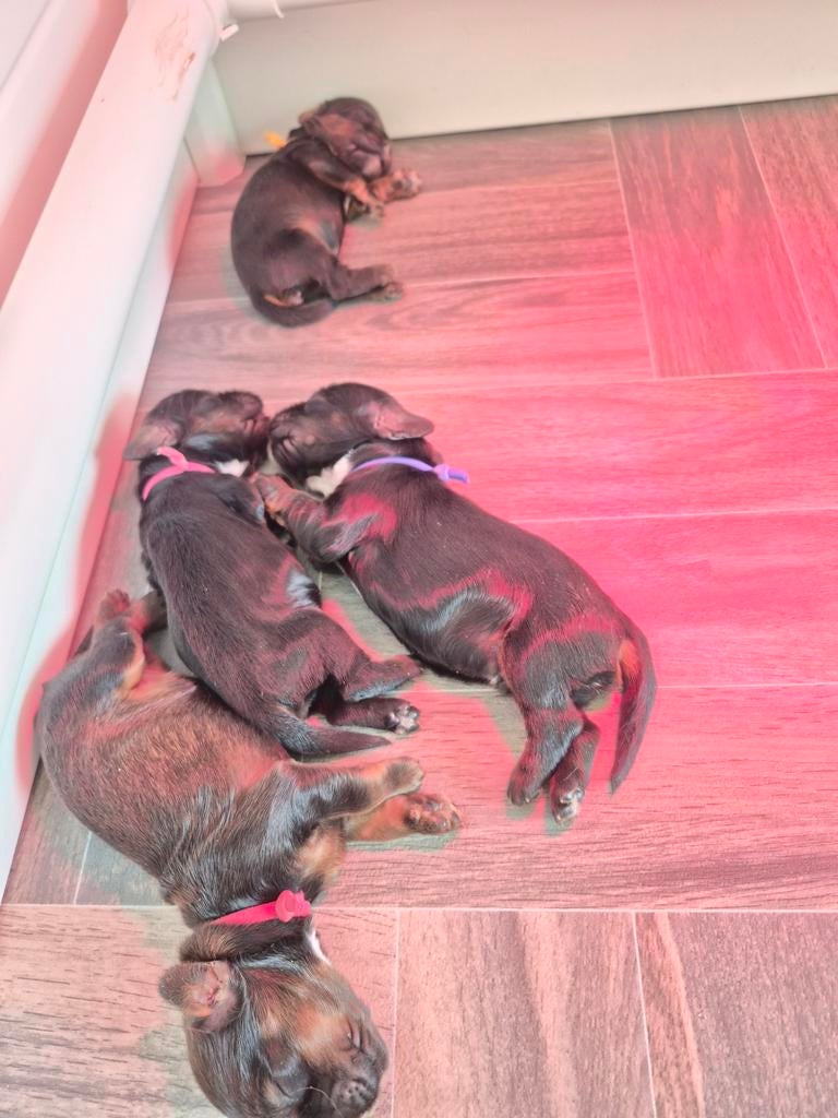 Cocker spaniel pups, Dieren en Toebehoren, 8 tot 15 weken, Meerdere, Meerdere dieren, Spaniël