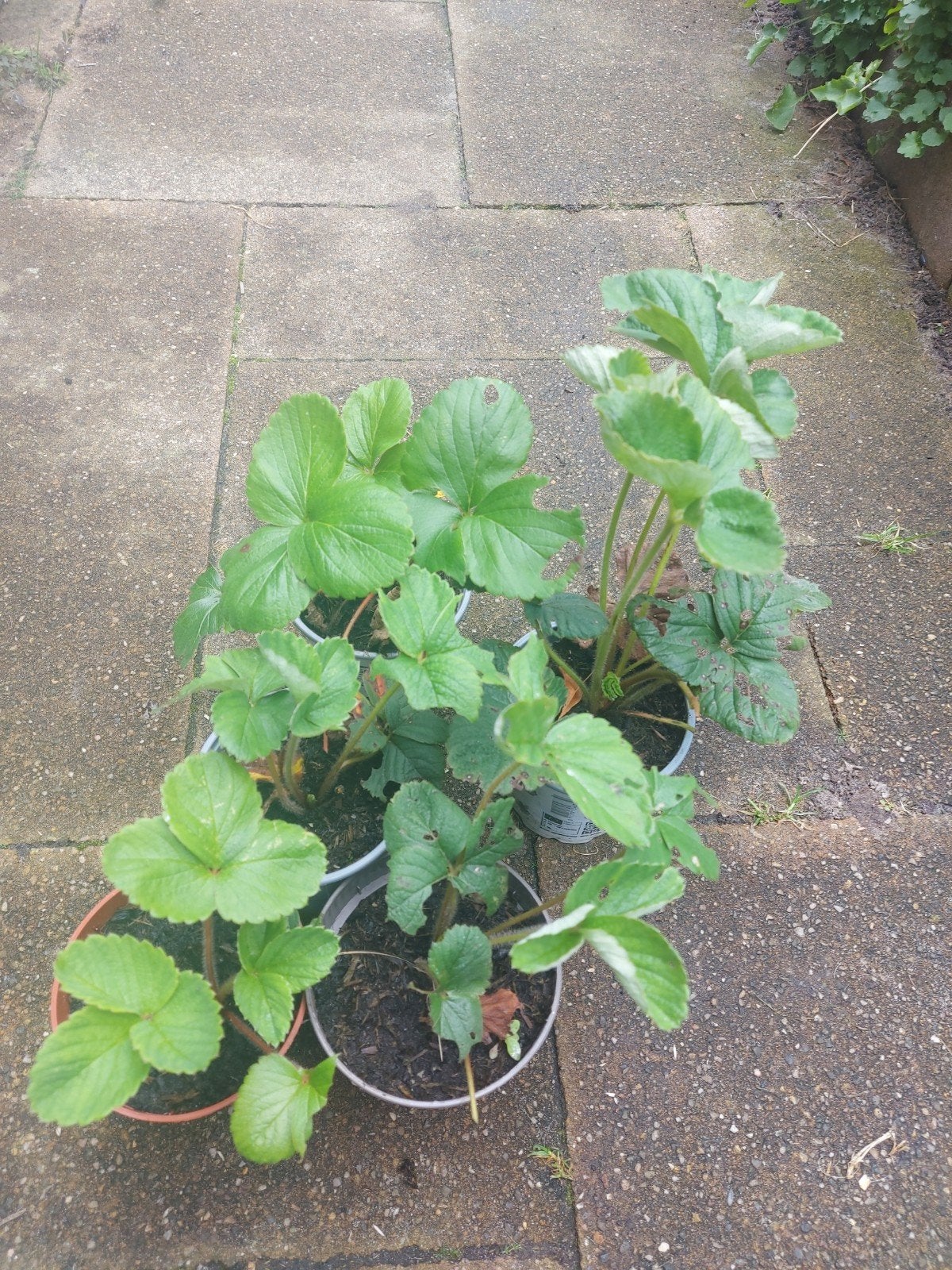 elsanta aardbei plant mix&match moestuin 1,-p.s en 10v8,-, Ophalen of Verzenden, Eenjarig, Groenteplanten, Volle zon