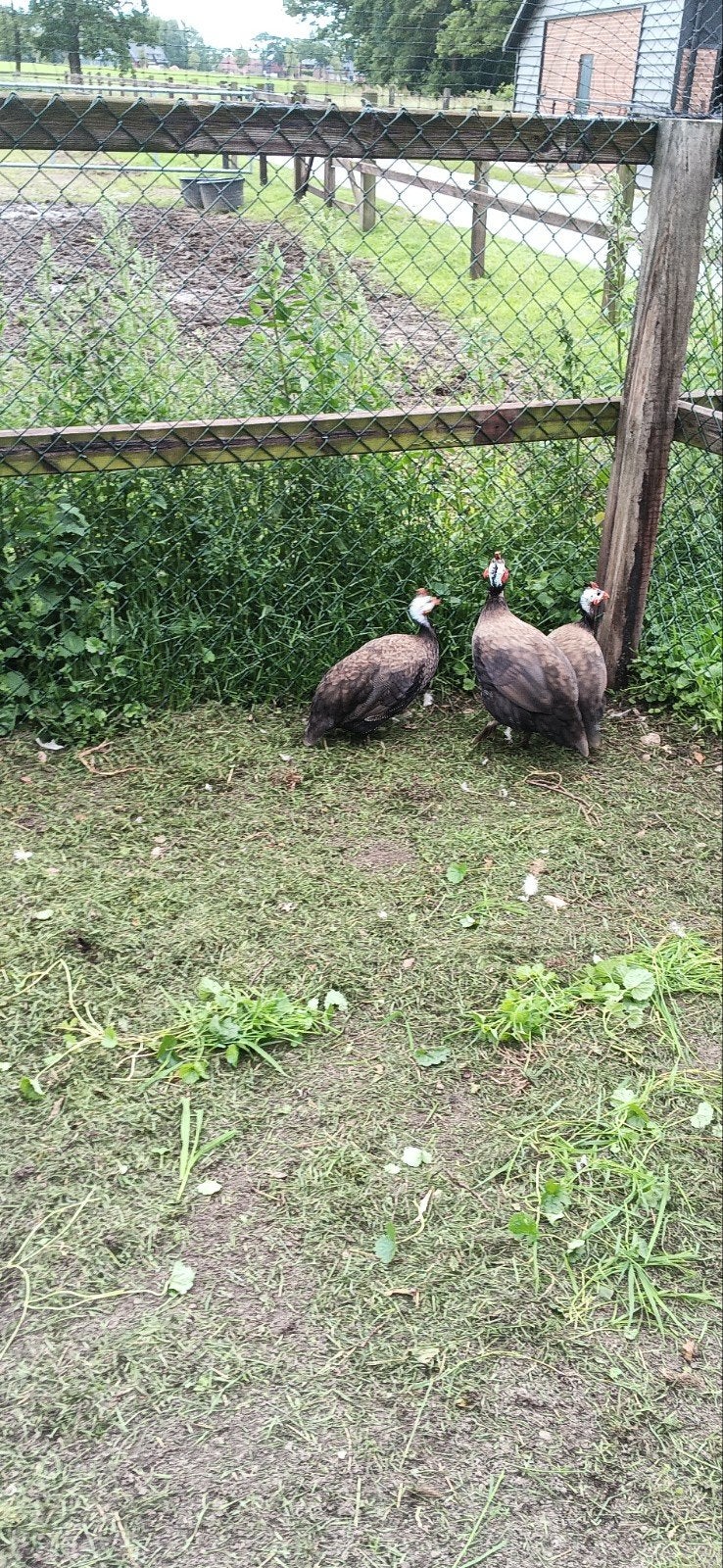 Trio parelhoenders, Dieren en Toebehoren, Pluimvee, Meerdere dieren, Kip