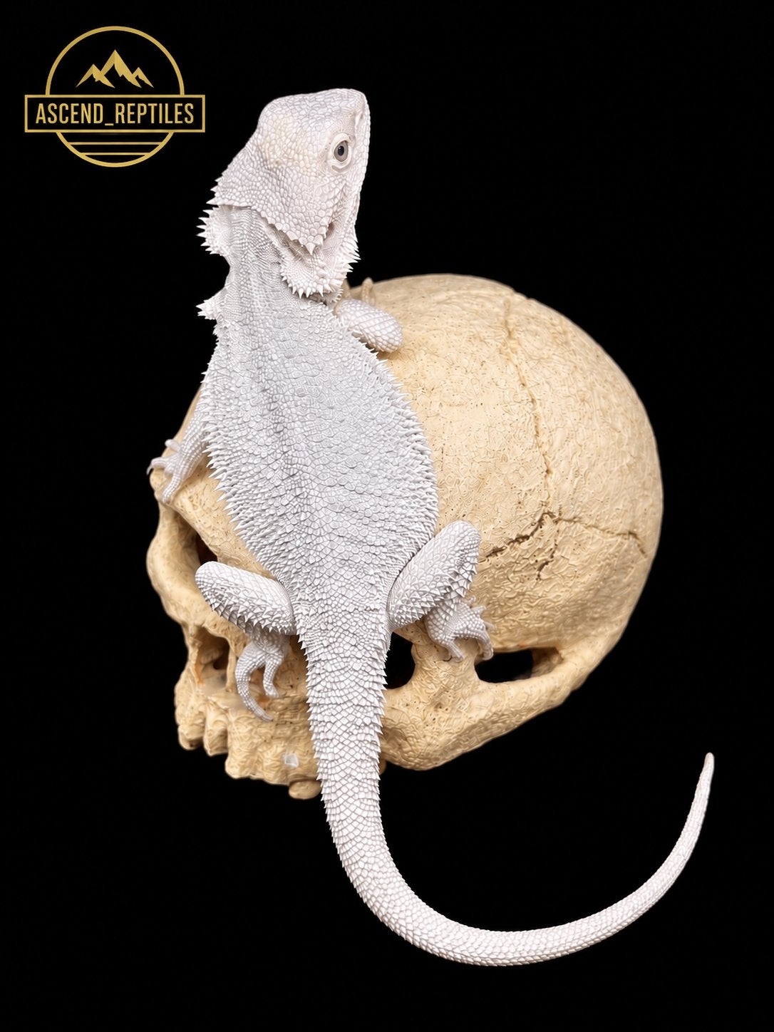 Zero Hypo het. Trans vrouw – Baardagaam NK 2026 Bearded Dragon - female for sale from B.S.