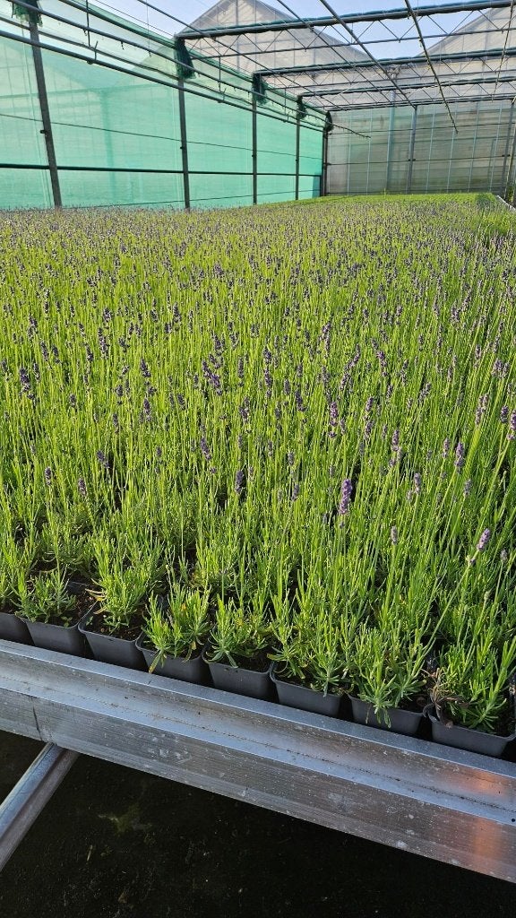 Restpartij 500x Lavandula hidcote - Lavendel - winterhard, Bodembedekkers, Volle zon, Vaste plant, Ophalen of Verzenden