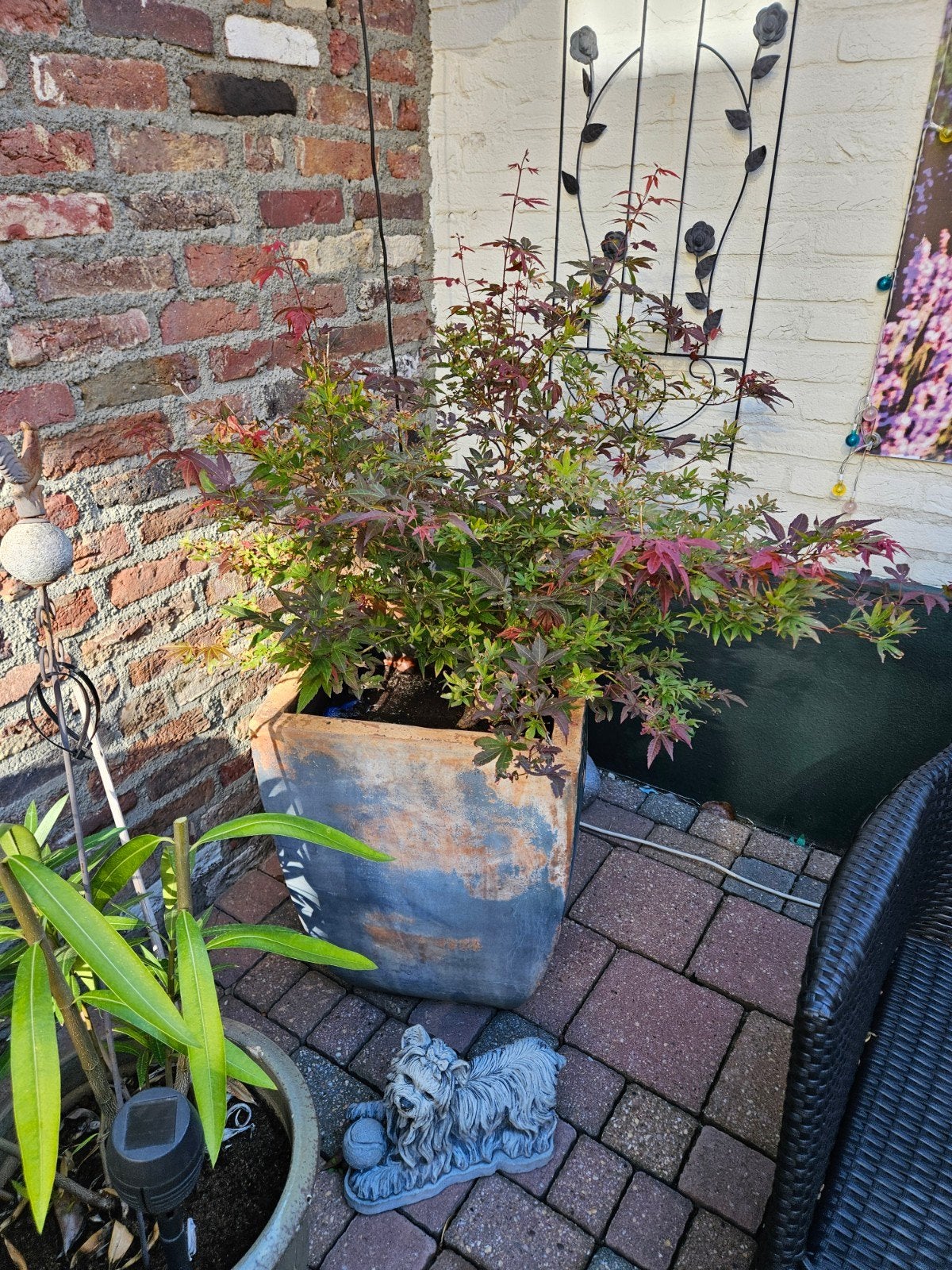 Japanse Esdoorn in terracotta pot, Vaste plant, Bloeit niet, Halfschaduw, Ophalen