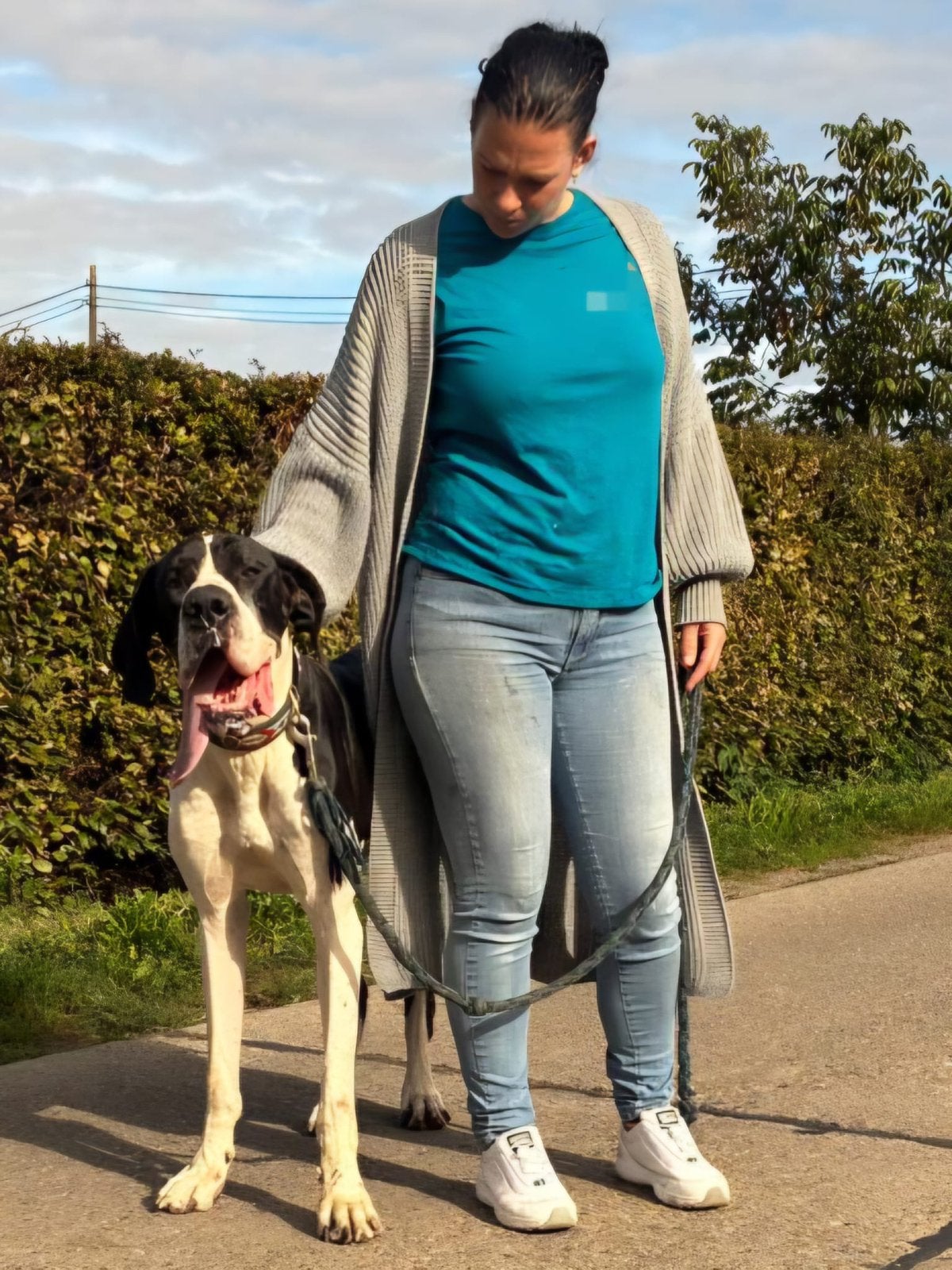 Duitse dog reu, Eén hond, CDV (hondenziekte), 3 tot 5 jaar, Nederland