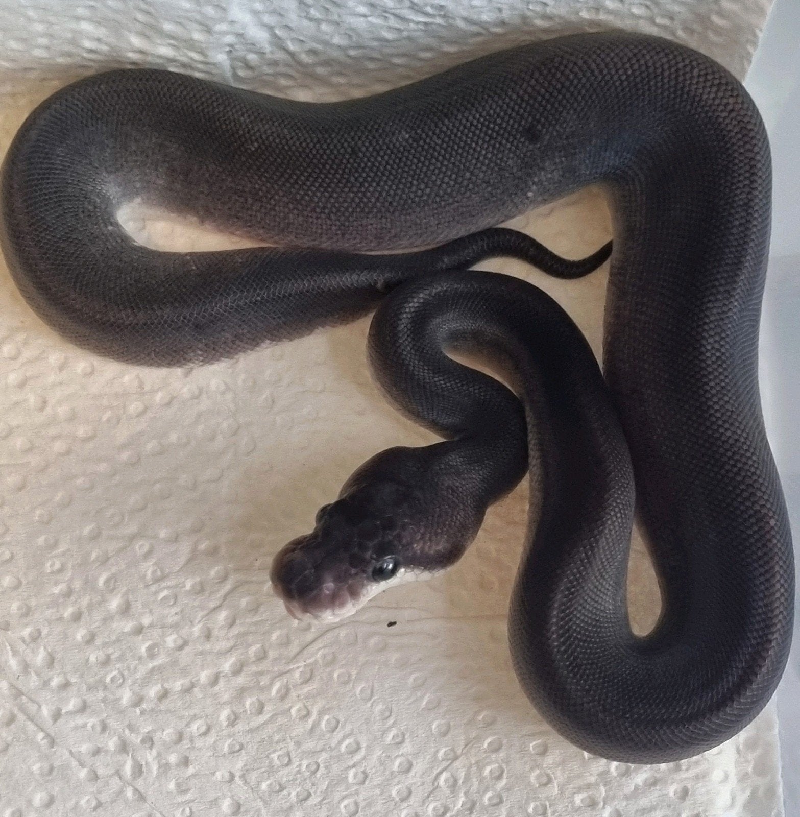 1.0 8 ball ( clown , spotnose , gravel ) koningspython Ball Python - male for sale from Rocking Reptiles