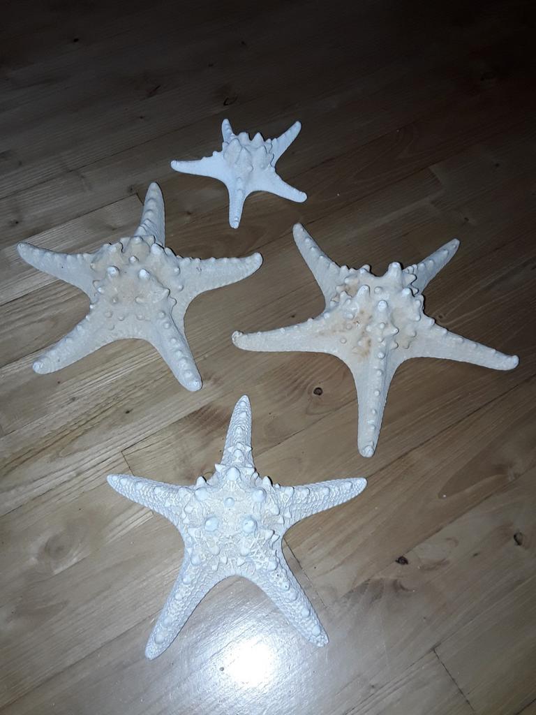 4 zeesterren, Ophalen of Verzenden