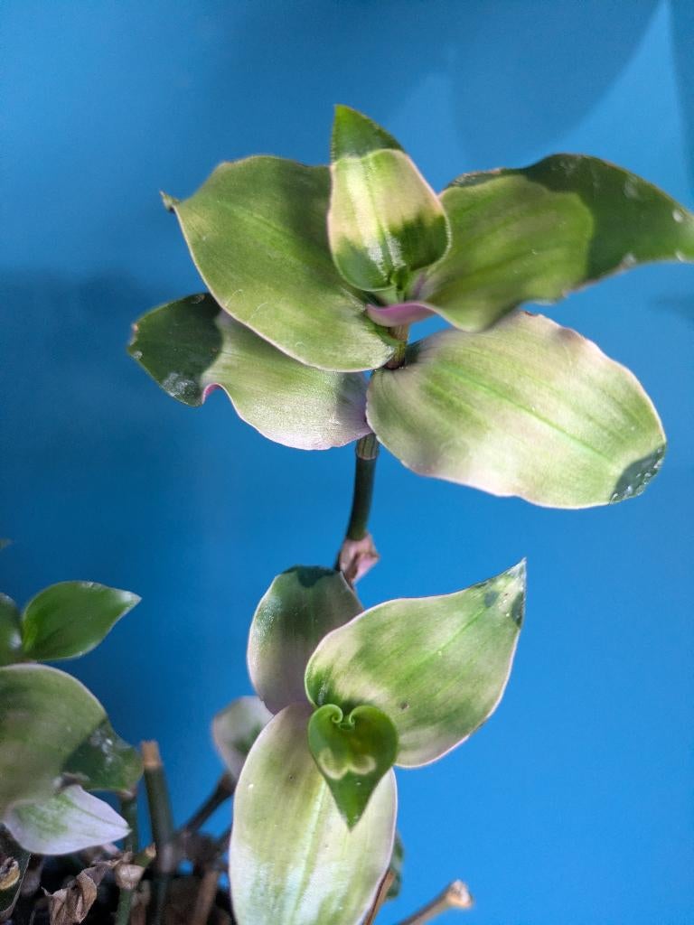 Tradescantia Maidens Blush, Ophalen of Verzenden, Halfschaduw, Minder dan 100 cm
