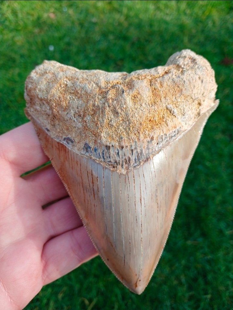 Top Megalodon haaientand uit Indonesie fossielen, Ophalen of Verzenden, Fossiel