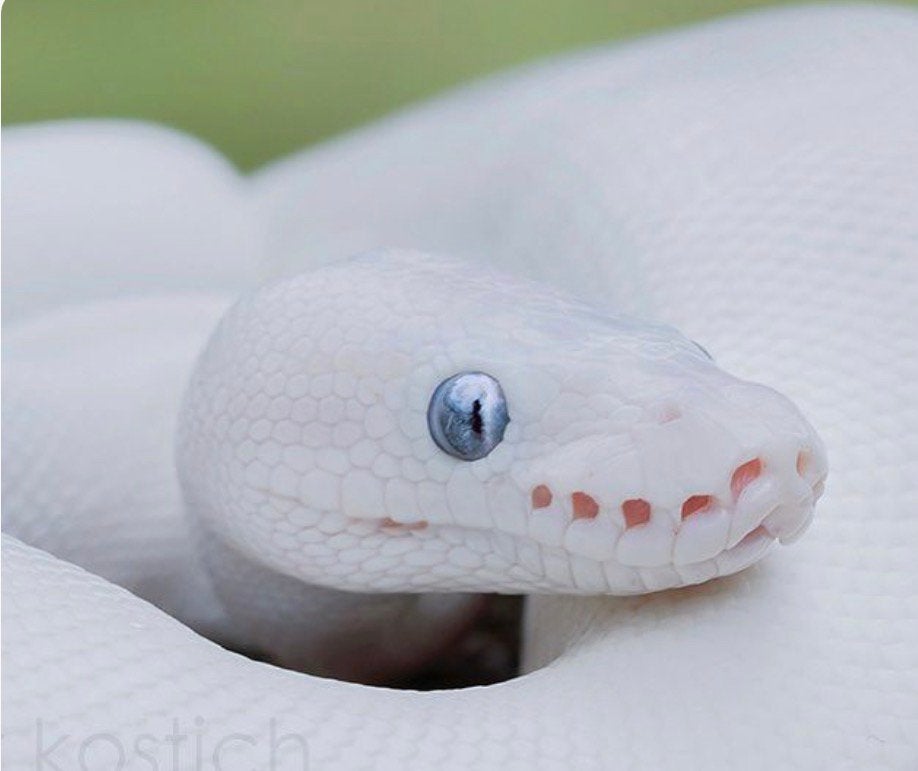 BEL Gezocht (Blue eye lucy), Dieren en Toebehoren, Slang