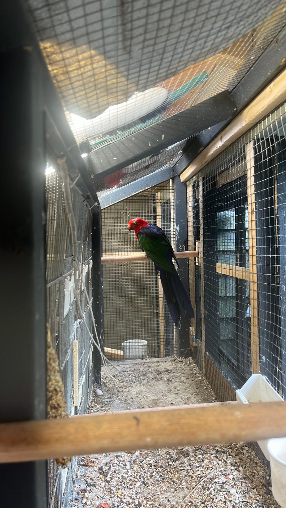 Ambon konings parkieten, Meerdere dieren, Parkiet