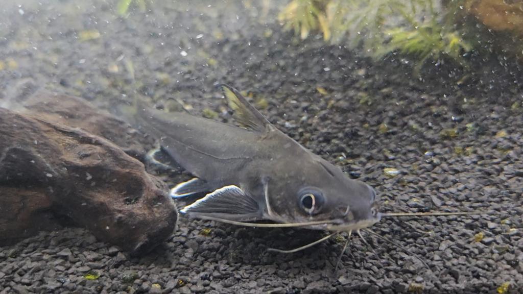 Mini haai te koop ongeveer 13cm, Dieren en Toebehoren, Vissen | Aquariumvissen, Vis, Zoetwatervis
