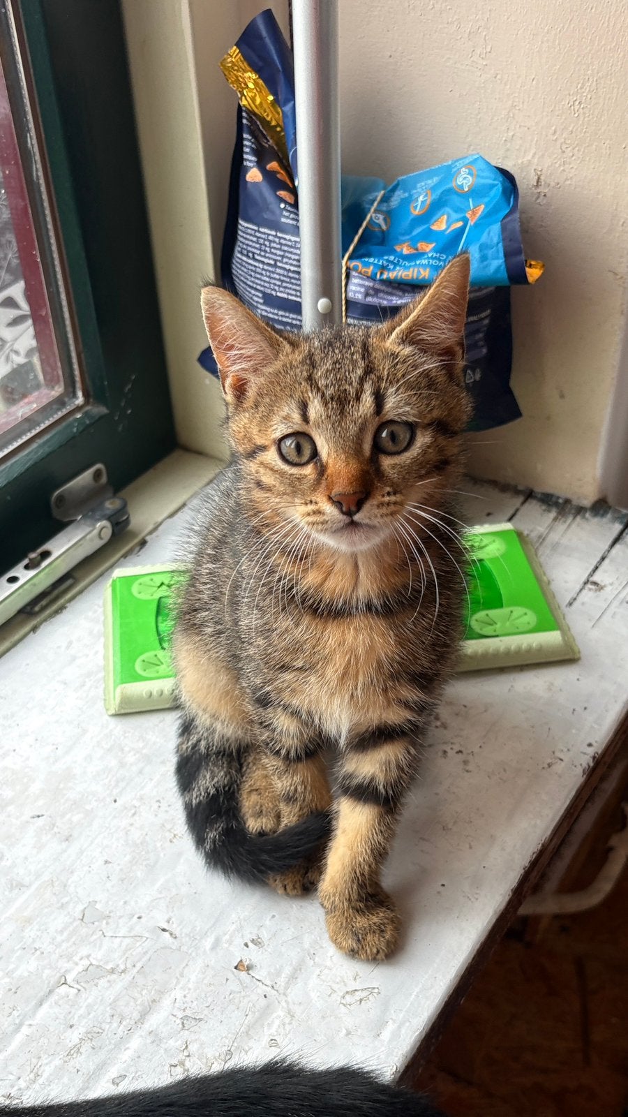 Cyperse Europese korthaar kitten (Mannetje), Dieren en Toebehoren, Katten en Kittens | Overige Katten, Kater, Kortharig, 0 tot 2 jaar