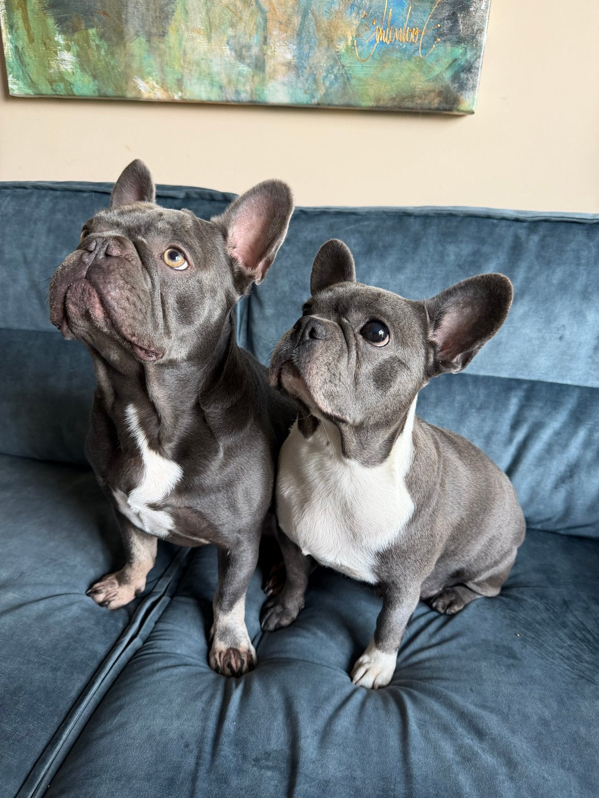 Franse Bulldog pup’s 6weken nu, Parvo, Reu, 8 tot 15 weken, Bulldog