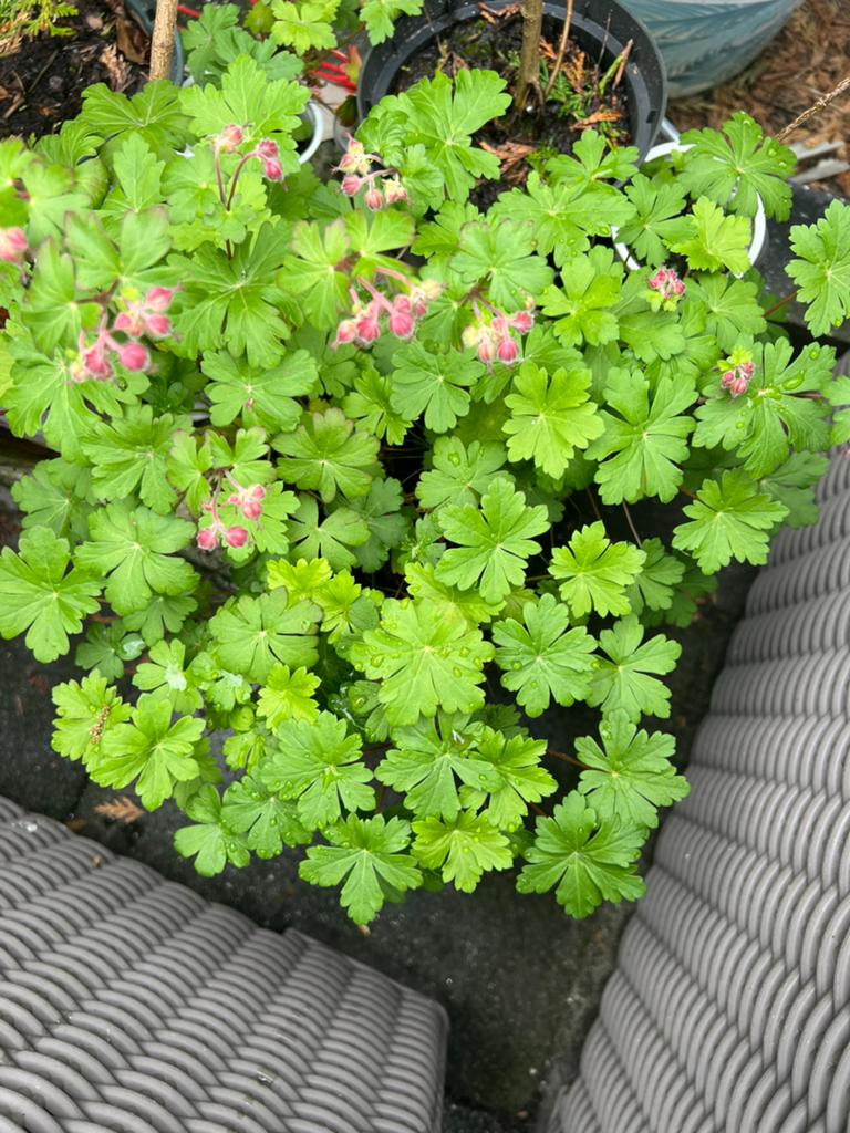 Geranium plant, Tuin en Terras, Ophalen of Verzenden, Overige soorten, Minder dan 100 cm
