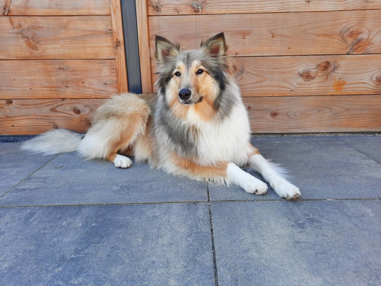 Nieuw baasje gezocht, Dieren en Toebehoren, 6 jaar of ouder, Reu, Eén hond, Nederland
