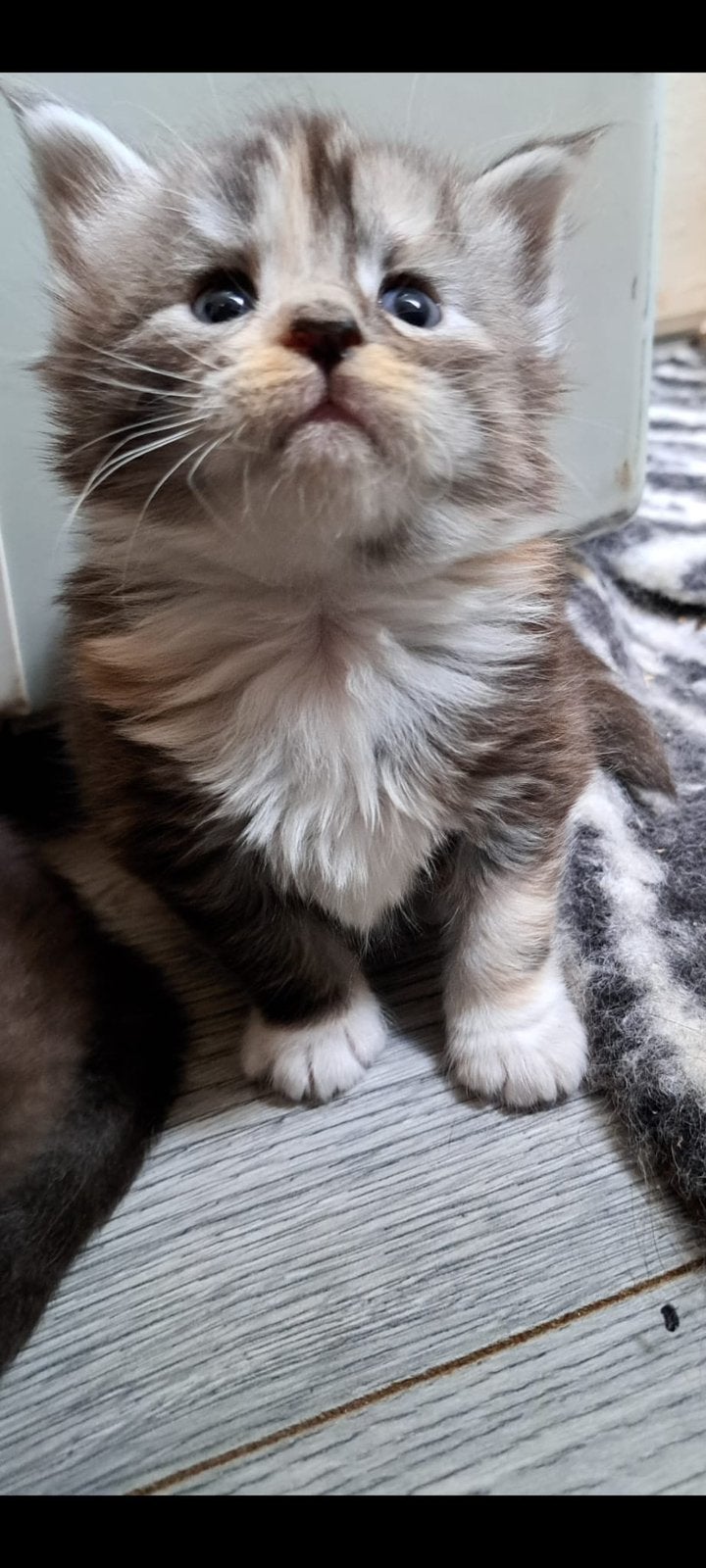 Mooie XL Russian maine coon kittens te koop, Dieren en Toebehoren, Meerdere dieren