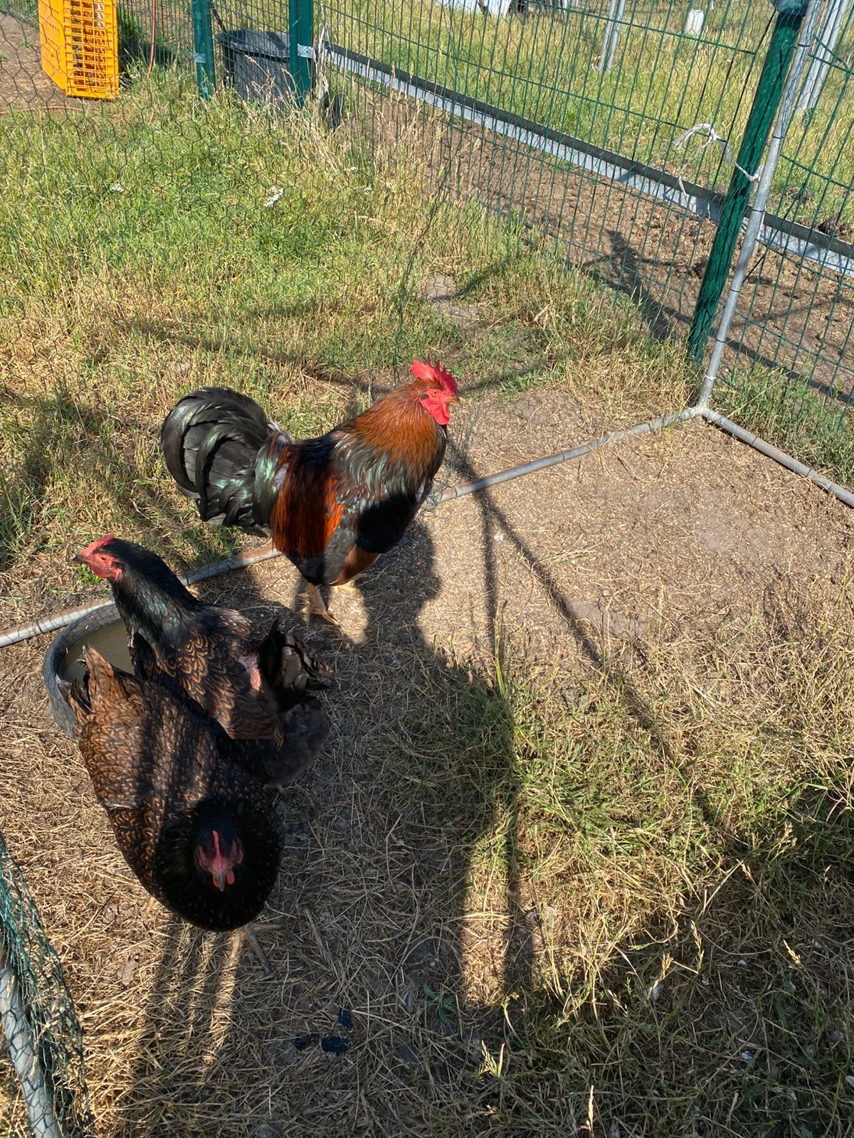 Trio barnevelder, Dieren en Toebehoren, Pluimvee, Meerdere dieren, Kip