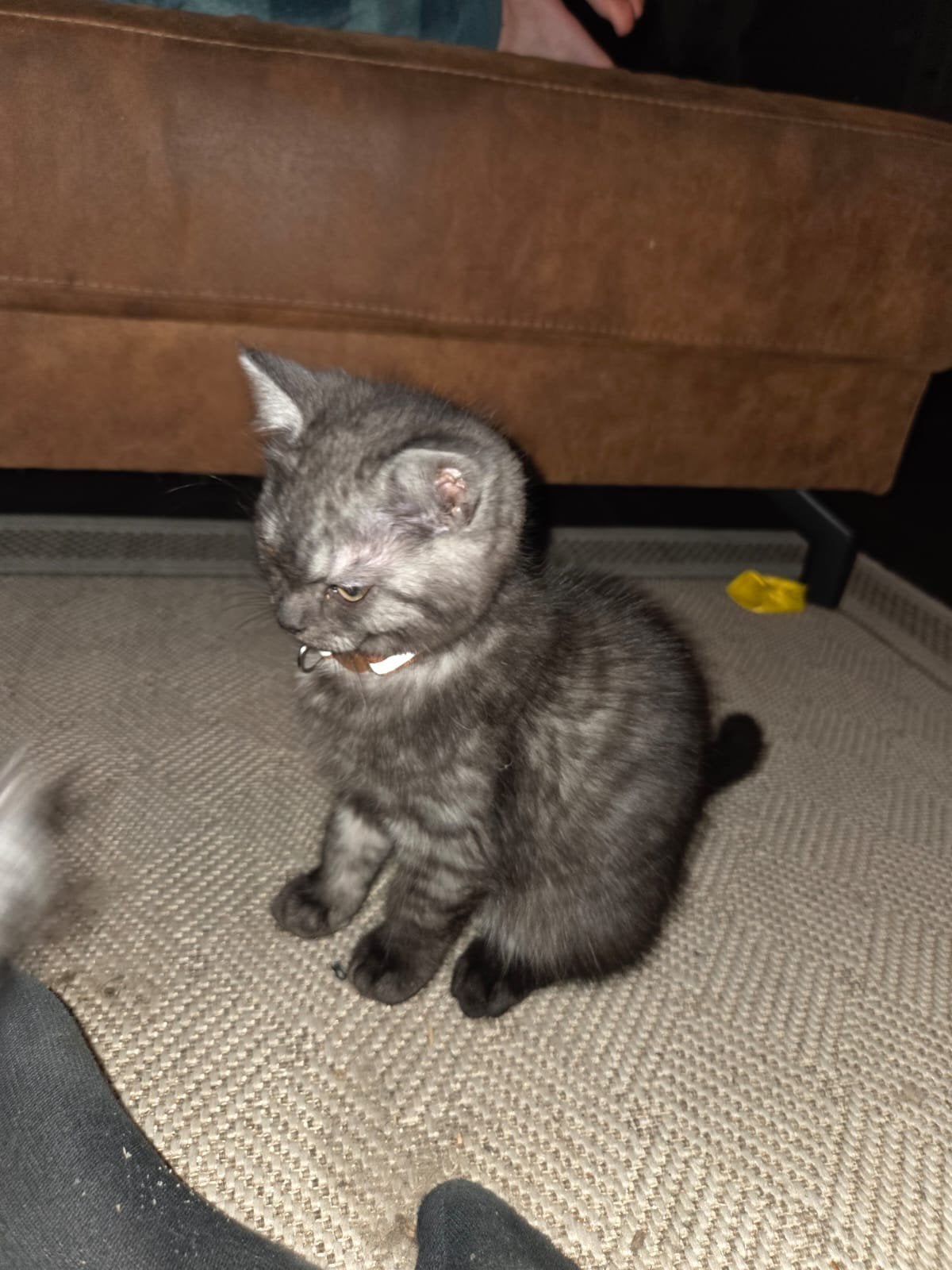 perzische kat x Europese korthaar kittens, Meerdere dieren, Ontwormd, 0 tot 2 jaar