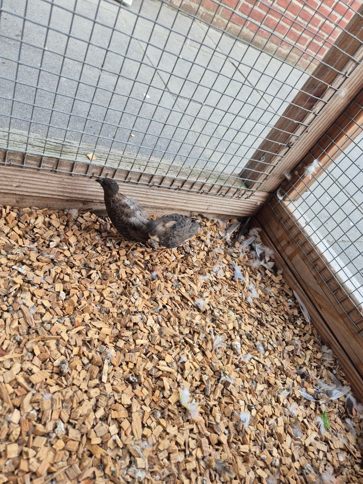 2x chinese dwergkwartel te koop, Dieren en Toebehoren, Vogels | Overige Vogels, Meerdere dieren