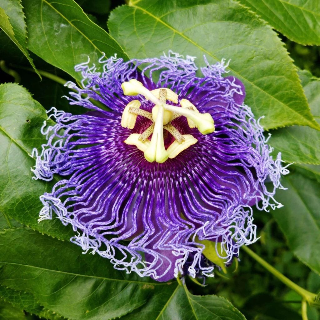 Paarse Passiebloem zaadjes, Winterhard, Verzenden, Halfschaduw