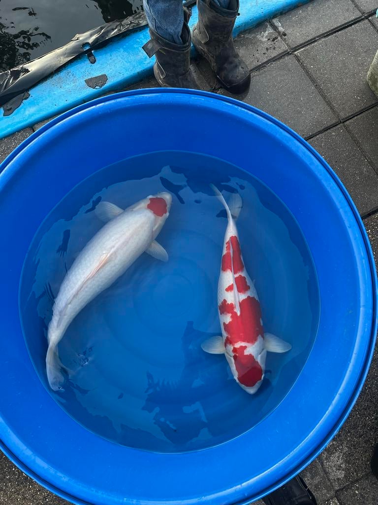 Japanse Koi 15-87cm vanaf 35,- Vijverspecialist Geerlings, Dieren en Toebehoren, Karper of Koi