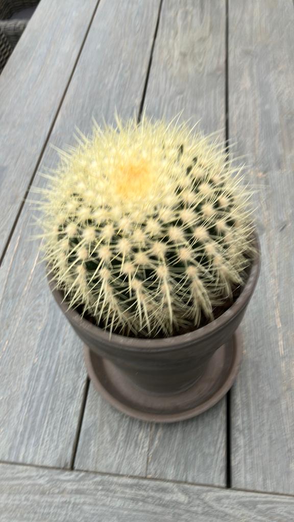 Grote goudball cactus,met pot,compleet in pot, Ophalen, Overige soorten, Volle zon