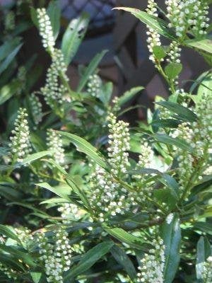 Prunus 'Otto luycken', Laag blijvende Laurier bloeiend, Ophalen of Verzenden, Laurier, Struik, Minder dan 100 cm