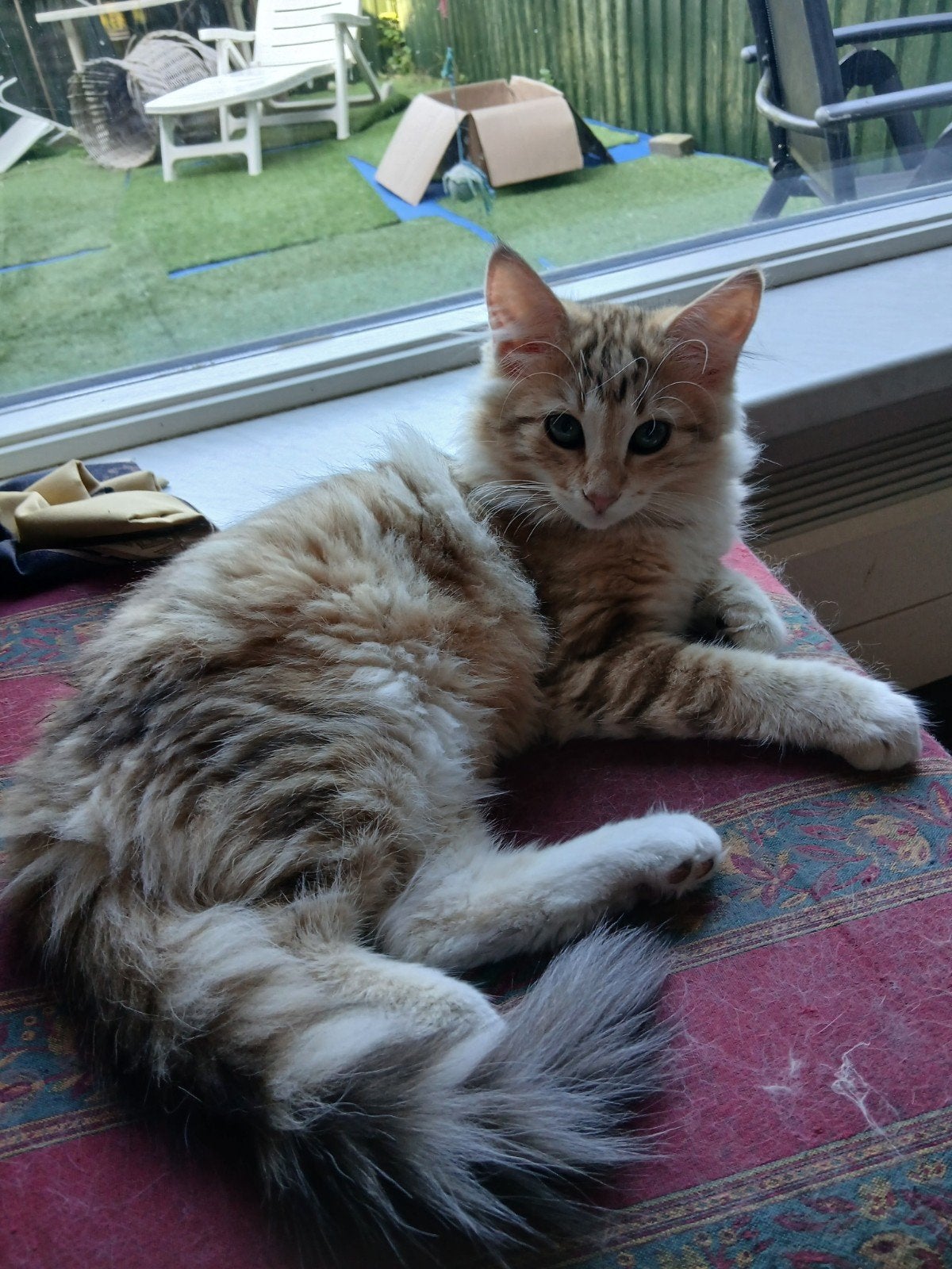 Noorse boskat kittens