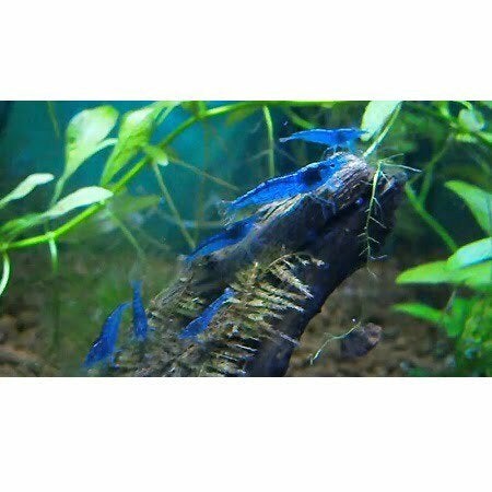 Blue Dream Garnalen – Diepblauwe groepjes (10 stuks), Dieren en Toebehoren, Vissen | Aquariumvissen, Kreeft, Krab of Garnaal
