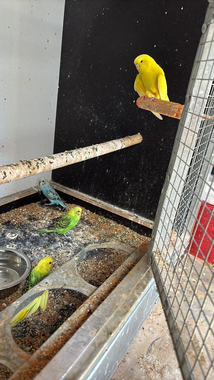 Grasparkieten, Meerdere dieren, Kleurkanarie