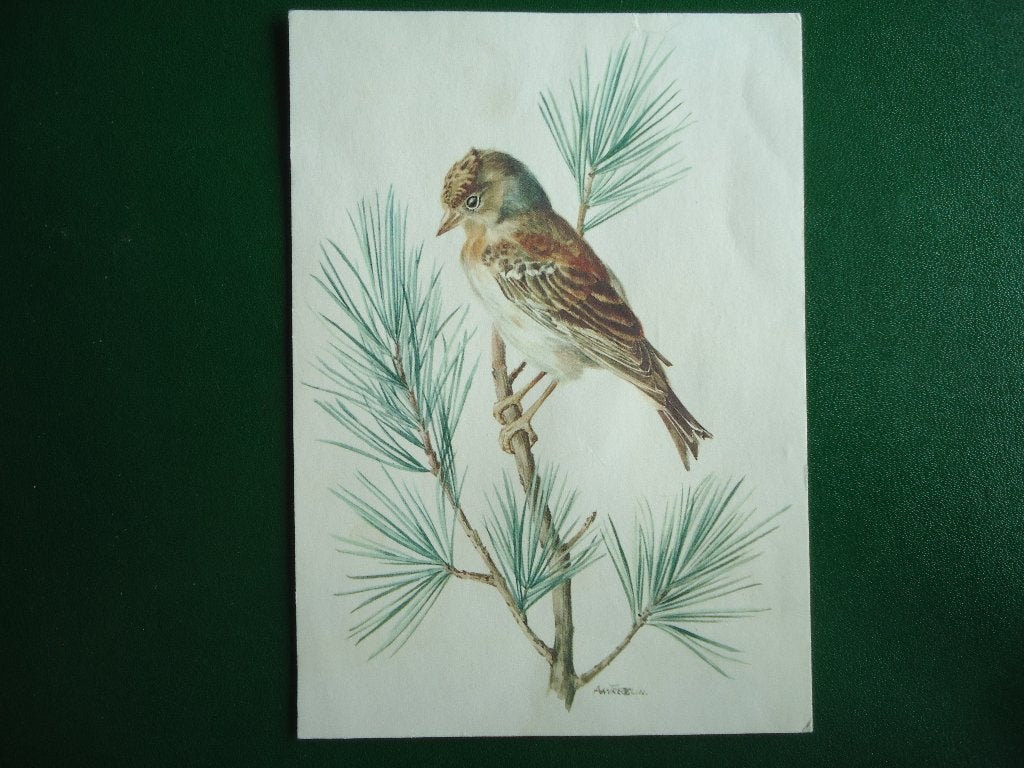 (1559) Dierenkaart: VOGEL, Verzenden, 1980 tot heden, Gelopen, Vogel