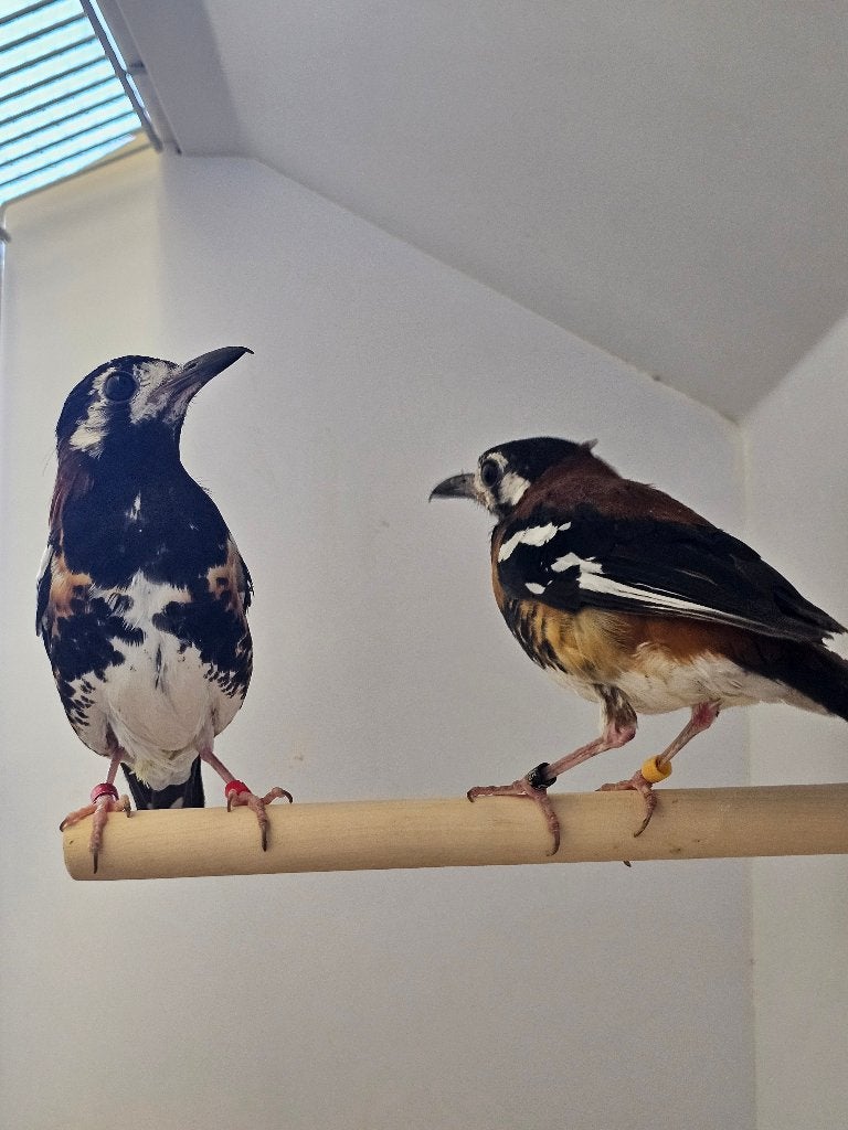Kastanjeruglijster | Koppel zangvogels | Lijsters, Meerdere dieren, Wildzangvogel, Geringd