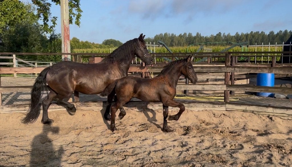 Fries hengstveulen met vol papier, van jonge hengst te koop, Dieren en Toebehoren, Paarden, Minder dan 160 cm, Met stamboom, Niet van toepassing