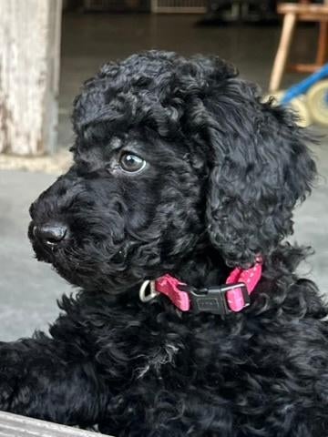 MEDIUM DOODLE TEEF XIARA, Nederland, Parvo, Overige rassen, 8 tot 15 weken
