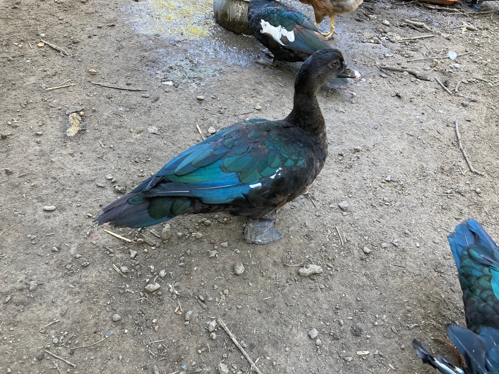 Jonge wildvorm muskuseenden, eenden, Ophalen of Verzenden, Zo goed als nieuw