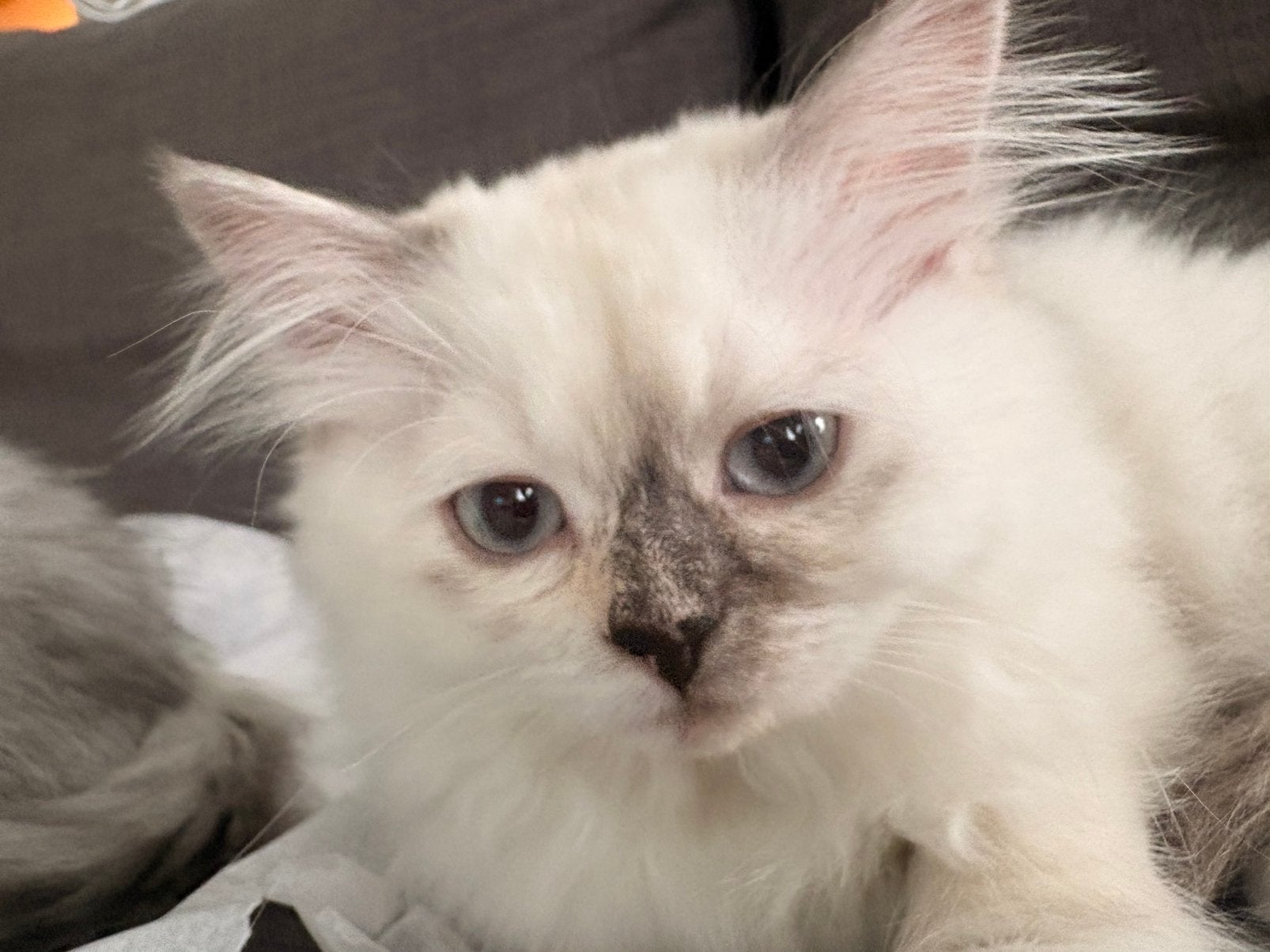 Helle lieve kitten te koop, Dieren en Toebehoren, Poes, Ontwormd, 0 tot 2 jaar