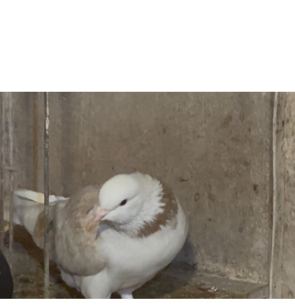 Iraanse duiven, Meerdere dieren, Postduif