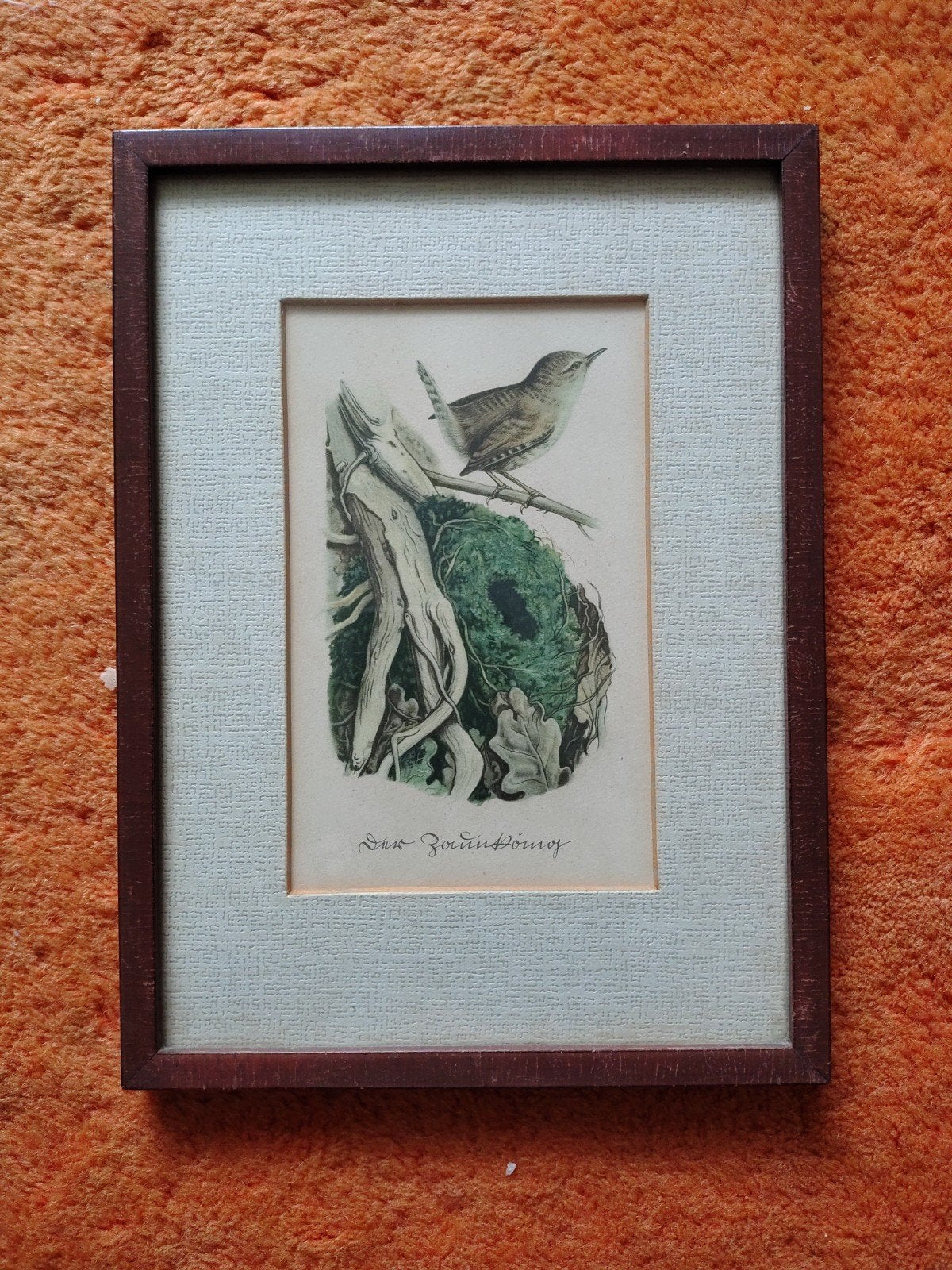Vogelprent 'Der Zaunkönig' - Kunsthandel A. van der, Ingelijst, Ophalen of Verzenden, Flora en Fauna, Lithografie