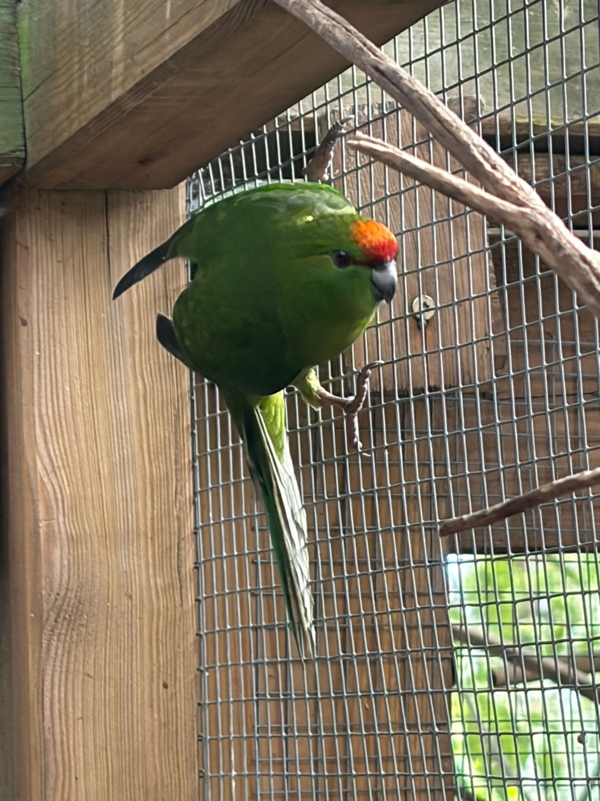 Diverse jonge groene kakariki’s, Meerdere dieren, Parkiet