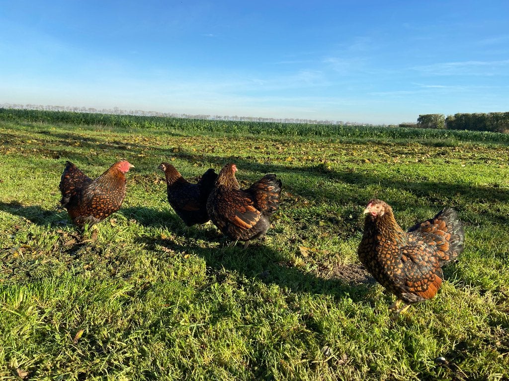 Jonge Wyandotte kriel Goud Zwart gezoomd gesekst en ingeënt, Dieren en Toebehoren, Pluimvee, Vrouwelijk, Kip