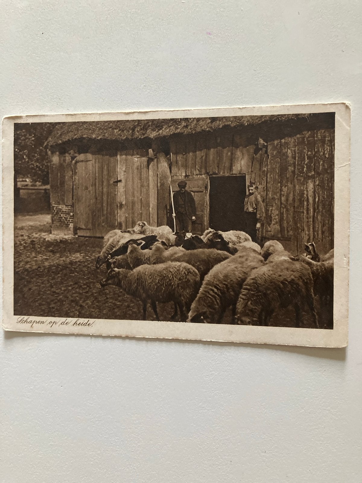 Oude Ansichtkaart: Schapen op de Heide (1914), Ophalen of Verzenden, Voor 1920, Gelopen