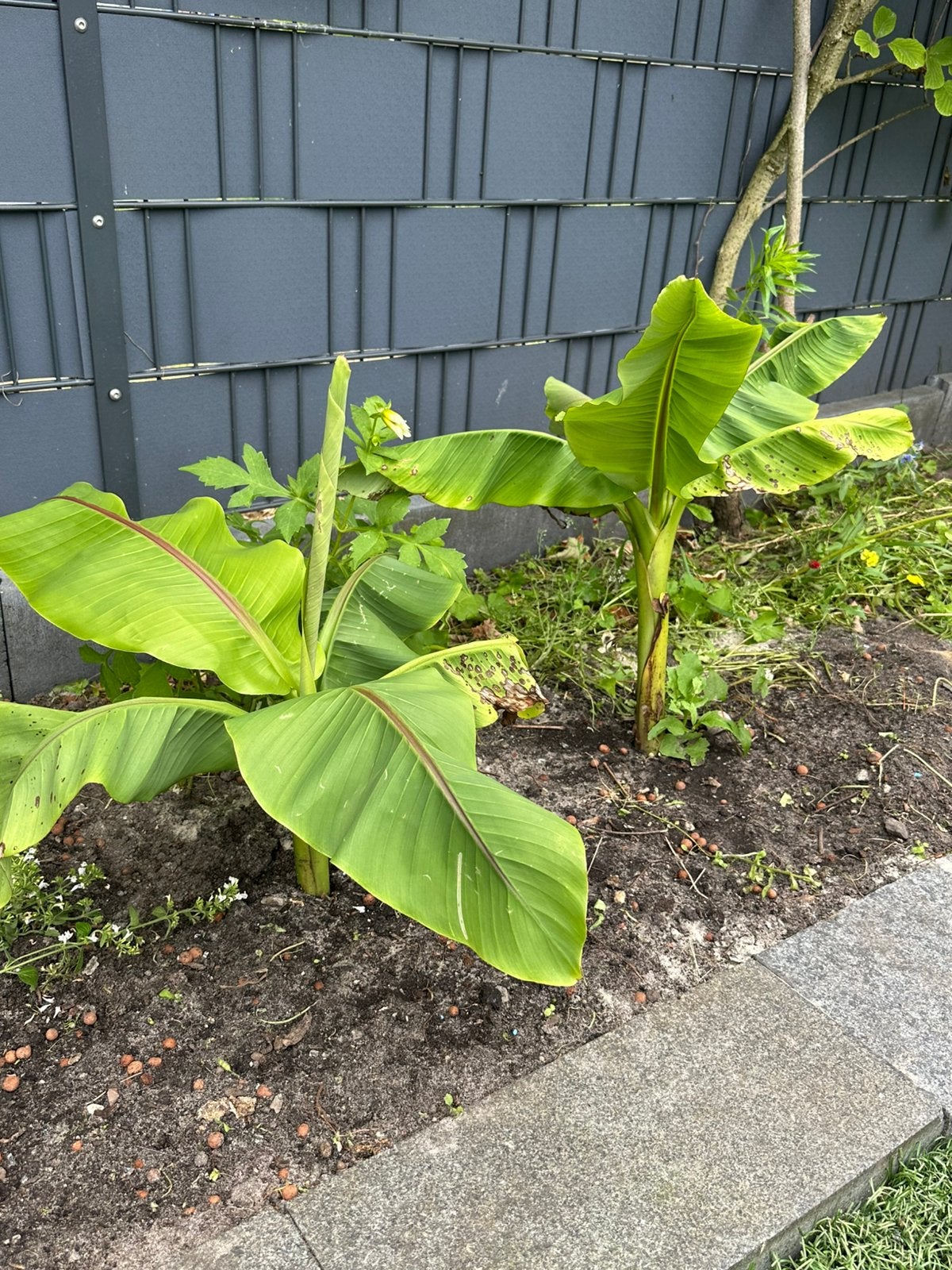 Musa bananenplant – mooie exotische tuinplant, Ophalen, Overige soorten, Volle zon