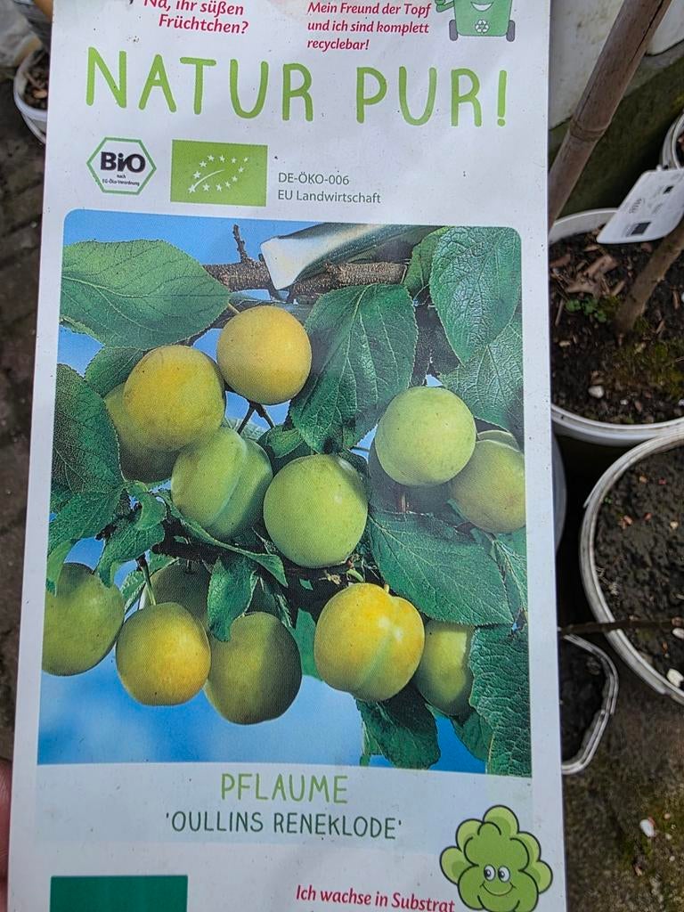 pruimenboom, Tuin en Terras, Ophalen